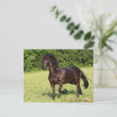 Bob Langrish | Zwarte Friesian Horse Running Briefkaart (Staand voorkant)