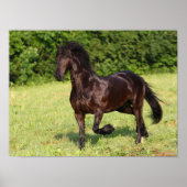 Bob Langrish | Zwarte Friesian Horse Running Poster (Voorkant)