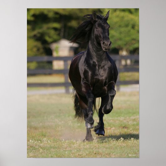 Bob Langrish | Zwarte Friesian Horse Running Poster (Voorkant)