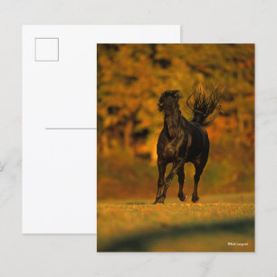 Bob Langrish   Zwarte-Friesland in het najaar Briefkaart