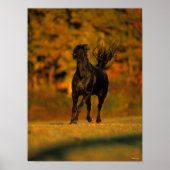 Bob Langrish | Zwarte-Friesland in het najaar Poster (Voorkant)