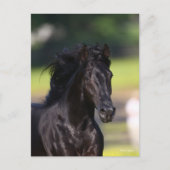 Bob Langrish | Zwarte Rocky Mountain Horse-foto Briefkaart (Voorkant)