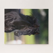 Bob Langrish | Zwarte Rocky Mountain Horse-foto Legpuzzel (Horizontaal)