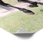 Bob Langrish | Zwarte Tennessee Walker aan het wer Poster (Hoek)