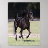 Bob Langrish | Zwarte Tennessee Walker aan het wer Poster (Voorkant)
