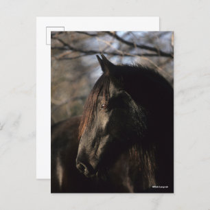 Bob Langrish Zwarte Tennessee Walker Headshot Briefkaart