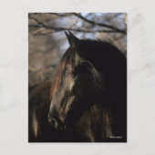 Bob Langrish | Zwarte Tennessee Walker Headshot Briefkaart (Voorkant)