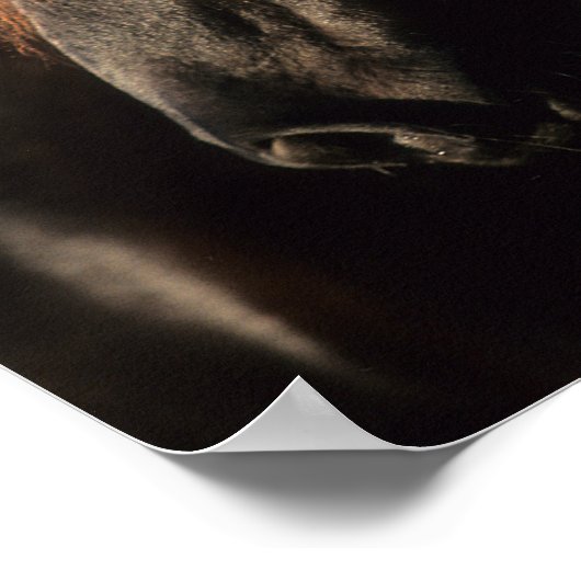 Bob Langrish | Zwarte Tennessee Walker Headshot Poster (Hoek)