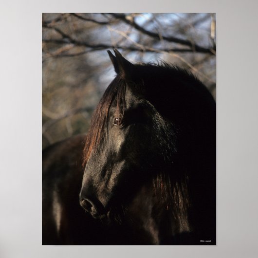 Bob Langrish | Zwarte Tennessee Walker Headshot Poster (Voorkant)