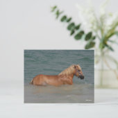 Bob Langrish | Zwemmen van haflingerpaarden in Zee Briefkaart (Staand voorkant)