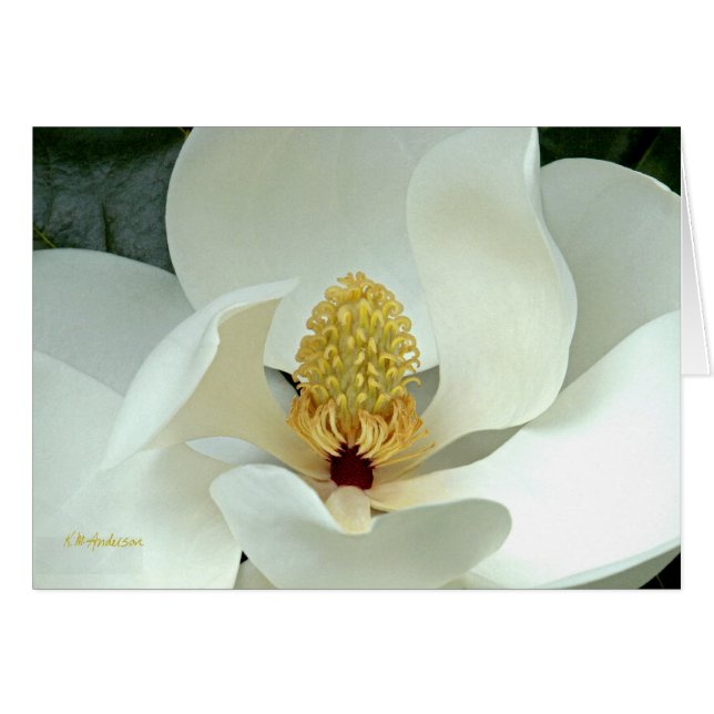 Bobby's Magnolia I (Voorkant Horizontaal)