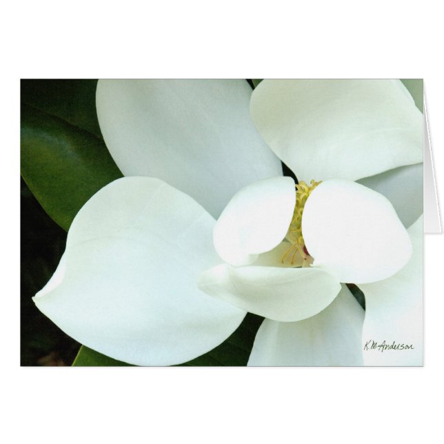 Bobby's Magnolia II (Voorkant Horizontaal)