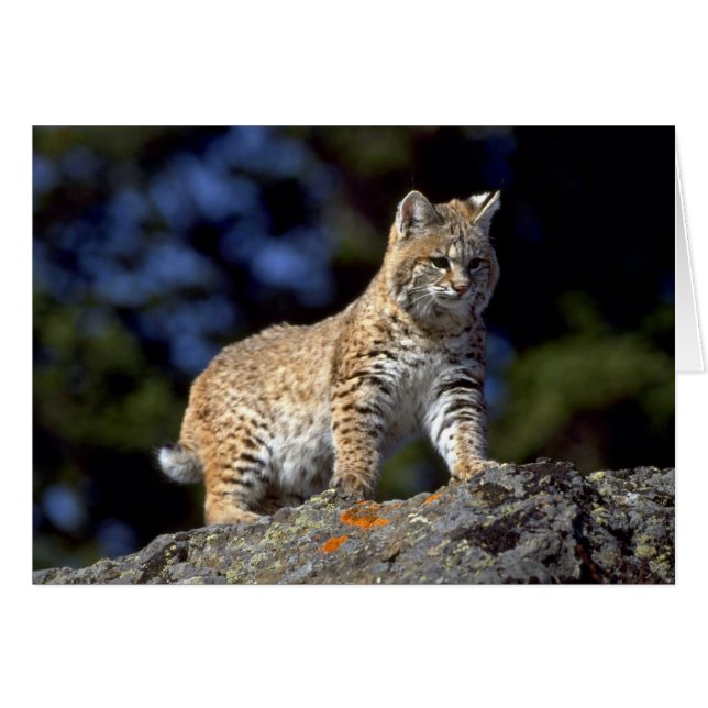 Bobcat (Voorkant Horizontaal)