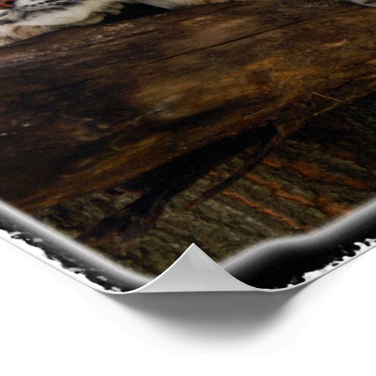 Bobcat_11x11 Poster (Hoek)