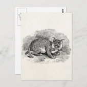  Bobcat 1800s Bob Cat Lynx Illustration Briefkaart (Voorkant / Achterkant)