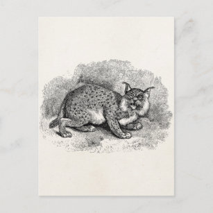  Bobcat 1800s Bob Cat Lynx Illustration Briefkaart