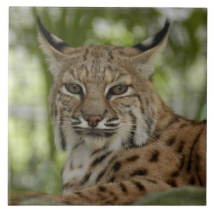 Bobcat 2_11x11 tegeltje