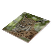 Bobcat 2_11x11 tegeltje (Zijkant)