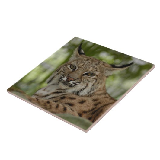 Bobcat 2_11x11 tegeltje (Zijkant)