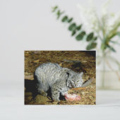 Bobcat ... Bearizona Briefkaart (Staand voorkant)