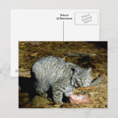 Bobcat ... Bearizona Briefkaart (Voorkant / Achterkant)