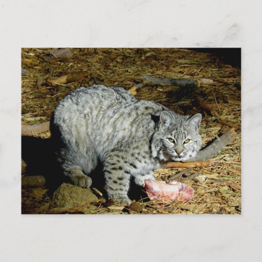 Bobcat ... Bearizona Briefkaart (Voorkant)
