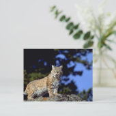 Bobcat Briefkaart (Staand voorkant)