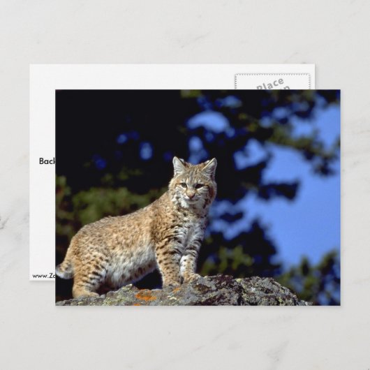 Bobcat Briefkaart (Voorkant / Achterkant)