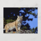 Bobcat Briefkaart (Voorkant)