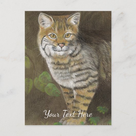 Bobcat Briefkaart (Voorkant)