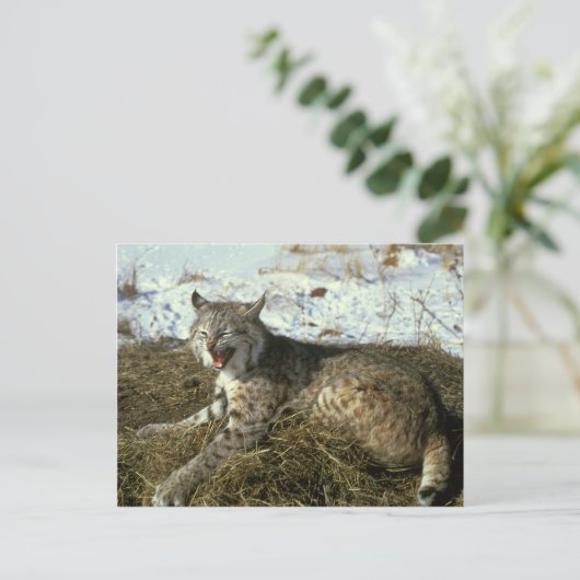 Bobcat-Briefkaart Briefkaart (Staand voorkant)