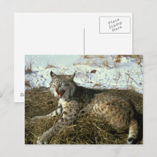 Bobcat-Briefkaart Briefkaart (Voorkant / Achterkant)
