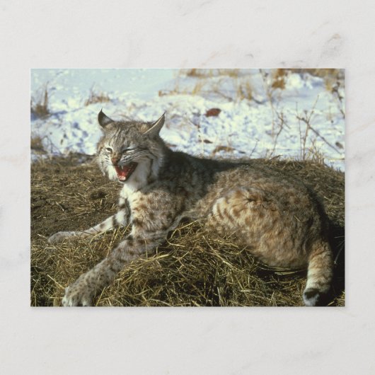 Bobcat-Briefkaart Briefkaart (Voorkant)