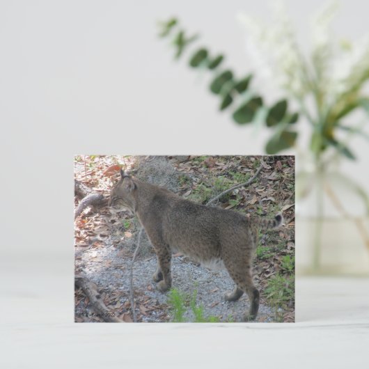 Bobcat-Briefkaart Briefkaart (Staand voorkant)
