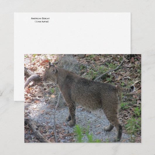 Bobcat-Briefkaart Briefkaart (Voorkant / Achterkant)