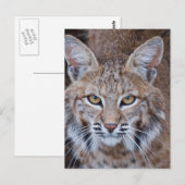 Bobcat Face Briefkaart (Voorkant / Achterkant)