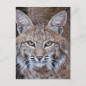Bobcat Face Briefkaart (Voorkant)