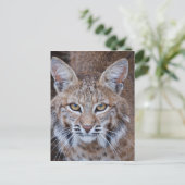 Bobcat Face Briefkaart (Staand voorkant)