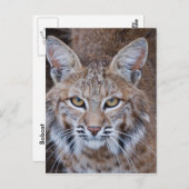 Bobcat Face Briefkaart (Voorkant / Achterkant)