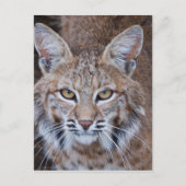 Bobcat Face Briefkaart (Voorkant)