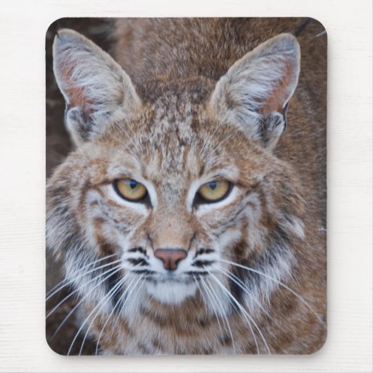 Bobcat Face Muismat (Voorkant)