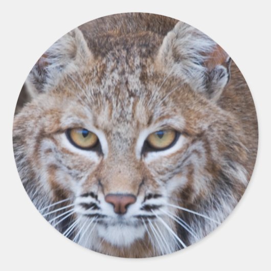 Bobcat Face Ronde Sticker (Voorkant)
