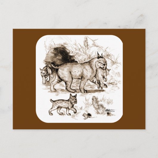 Bobcat-familie Briefkaart (Voorkant)