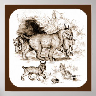 Bobcat-familie Poster