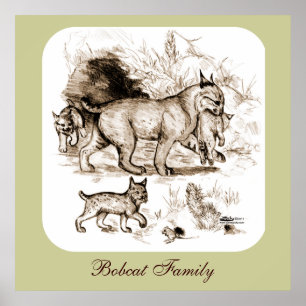 Bobcat-familie Poster