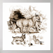 Bobcat-familie Poster (Voorkant)