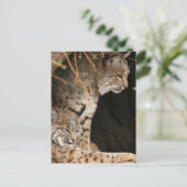 Bobcat Foto's Briefkaart (Staand voorkant)