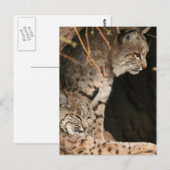 Bobcat Foto's Briefkaart (Voorkant / Achterkant)
