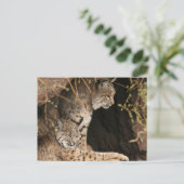 Bobcat Foto's Briefkaart (Staand voorkant)
