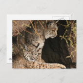 Bobcat Foto's Briefkaart (Voorkant / Achterkant)